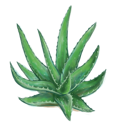 Aloe Vera in Proctonic